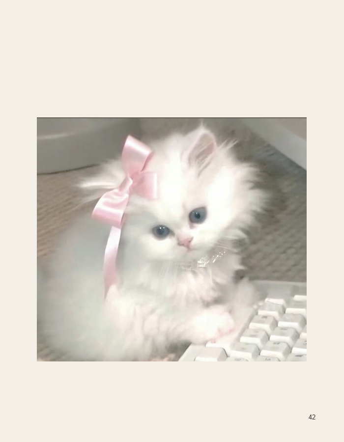 White kitten wearing a pink bow